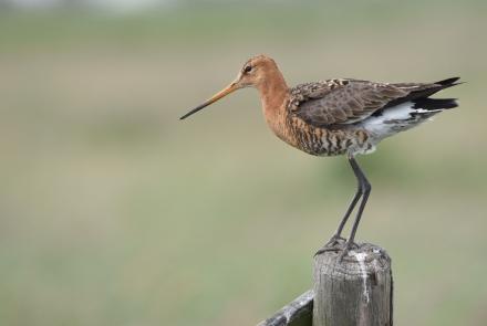 Hoe is het met de Basiskwaliteit Natuur in de gemeente Lingewaard?